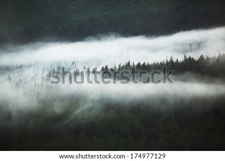 Clouds over Forest Detail - Turnagain Arm, Anchorage, Alaska, USA