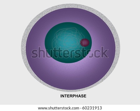Mitosis Cell Cycle. stock photo : Cell division