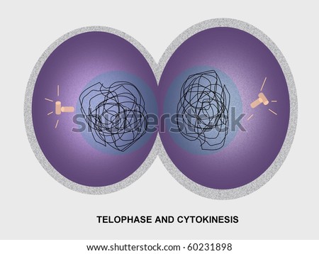 Mitotic Telophase