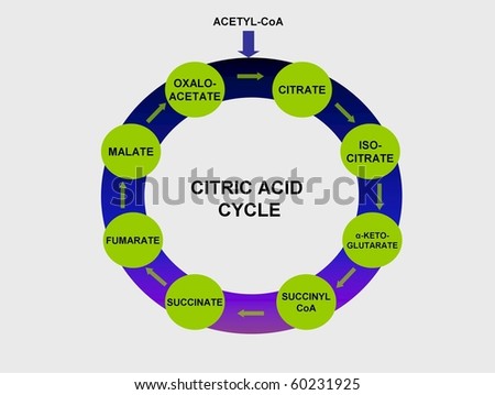 citric acid cycle. photo : Citric acid cycle