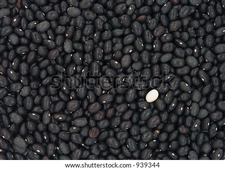 A single white bean on a backdrop of black beans