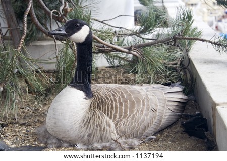 Canada+goose+eggs+for+sale