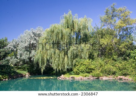 A gorgeous Weeping Willow stands next to a pond in the Montreal Botanical Garden.