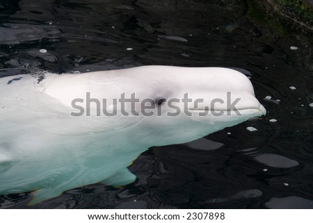 cute beluga whale pictures. Cute+eluga+whale+pictures