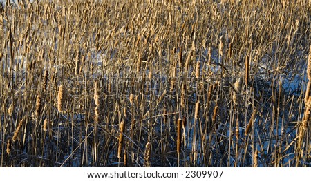 Fields of dried reeds in winter illuminated by the setting sun.