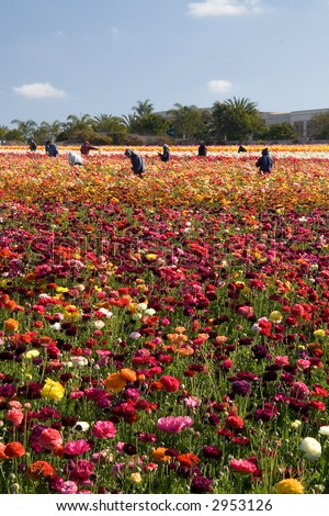 A group of Mexican migrant workers taking care of the flower fields in Carlsbad, California.