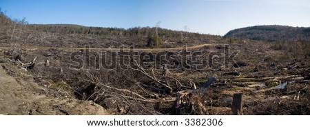 A completely devastated swath of boreal forest one year after a tornado followed by clearcutting.