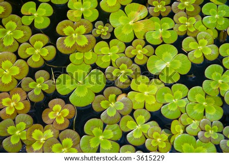 Four-leaf clovers floating on a pond.