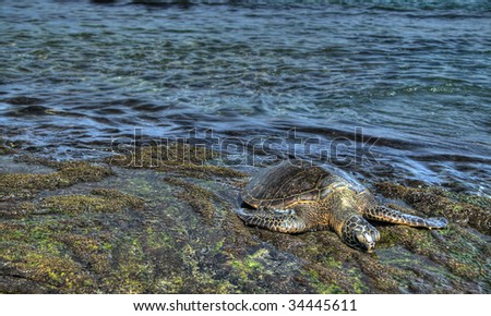 Sea turtle resting on rocks. Pseudo-HDR image created from a single RAW image.