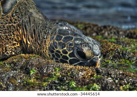 Close-up on the head of a sea turtle. HDR image created by combining three exposures.