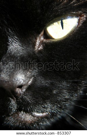 Close up view of my Cat (Zombie). Included a clipping path for the eye, so you can easily change the colour of the eye. This is actually the real colour.