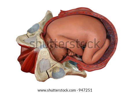 Fetus In Womb. of a baby in the womb.