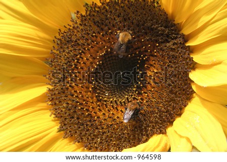 Sunflower with 2 Bees, please notice the detailed drop inside the heart of the flower