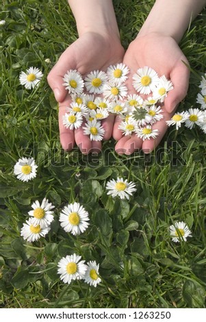 Little girl holds up her hands with daisies.