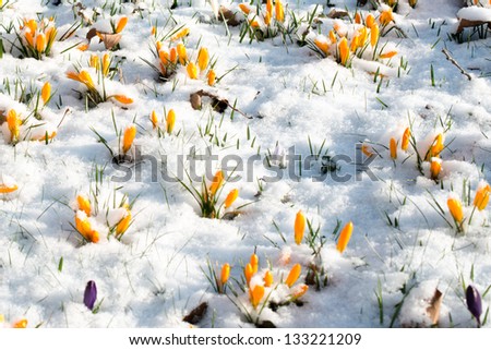 First crocus flowers blooming through the melting snow in the early spring