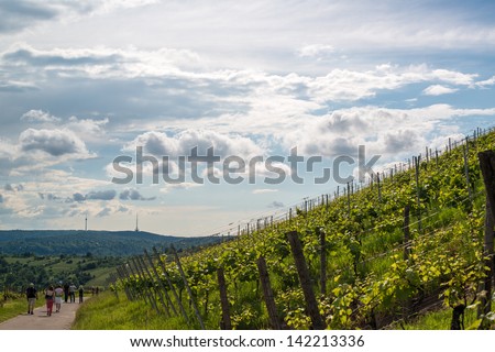 UHLBACH, GERMANY - JUNE 9, 2013: Hundreds of people are following an organized wine tour and tasting regional wines around Uhlbach on June 9, 2013 in Uhlbach (near Stuttgart), Germany.