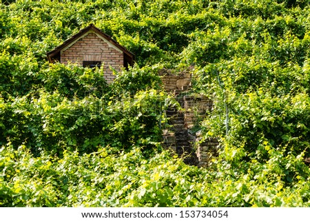 Hut in the steep vineyards of the Bad Cannstatt wine region in Stuttgart, Germany