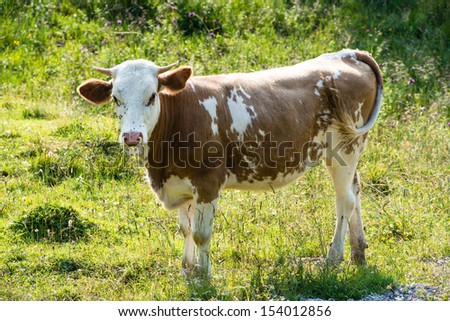 Head of a young brown bull cow grazing in the Bavarian Alps. The calf is wearing a plastic ring with thorns around its mouth in order to avoid the contact with his motherÃ?Â´s udder