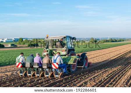 OSTFILDERN-SCHARNHAUSEN, GERMANY - MAY 5, 2014: Several people feeding young salad plants into machinery at the back of a tractor on May, 5, 2014 in Ostfildern-Scharnhausen near Stuttgart, Germany.