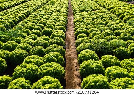 Rows of salad on a large agriculture field in late summer
