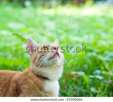 Orange striped tabby kitten looking up from a lush green lawn