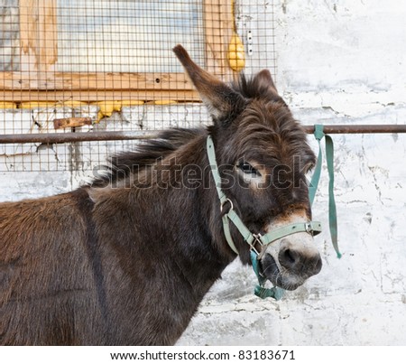 donkey standing near the wall and misses
