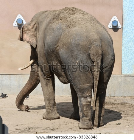 An elephant\'s back side close up.