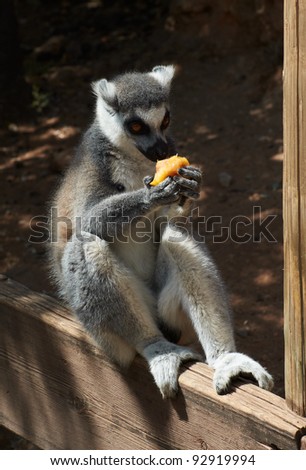 striped lemur eats fruit. The Jerusalem Biblical Zoo. Israel