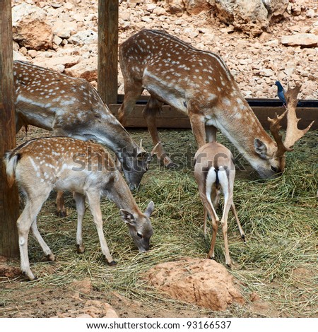 Deer graze in the Biblical Zoo in Jerusalem. Israel