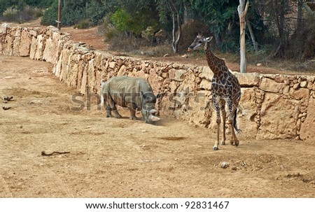 giraffe and rhinoceros in the Jerusalem Biblical Zoo. Israel