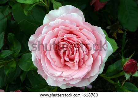 White&Pearl Rose