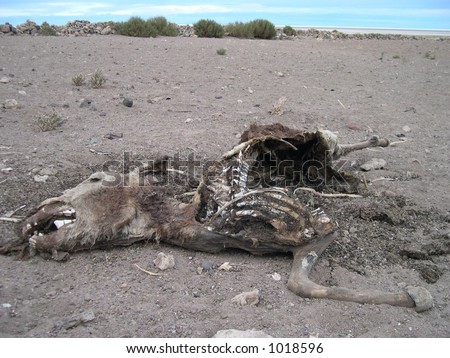 a dead donkey