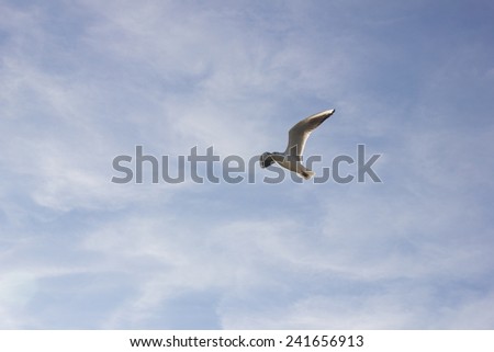 Freedom. Flying seagull