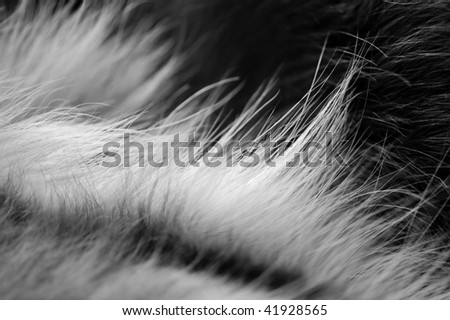 Dog fur closeup