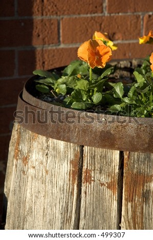 A flower in a wood barrel flower pot with light from a setting sun.