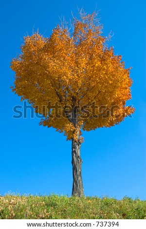 A tree with orange leaves on green grass with a blue sky.
