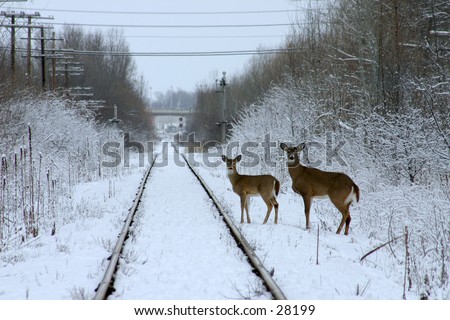 Pics Of Deer In Snow. stock photo : Two deer in snow