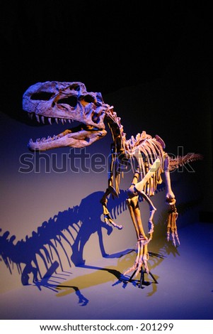 fossil raptor