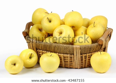 Harvesting. A basket with Yellow ripe apples