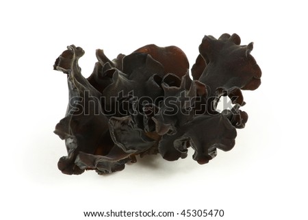 black fungus on white background