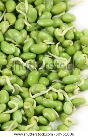 lima bean on white background