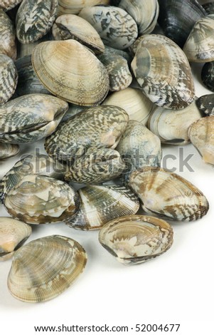 live clams