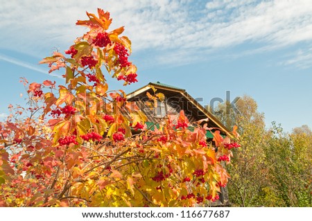 Wooden house with arrowwood bush with clusters of ripe red berries before against blue sky background.