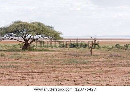View on savanna plain with acacia growth and alone giraffe against cloudy sky background. Lake Manyara National Park, Tanzania, Africa.
