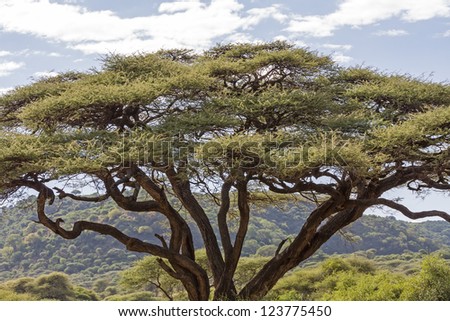 Acacia tree thick crown against overgrown mountain and cloudy sky background. Lake Manyara National Park, Tanzania, Africa.