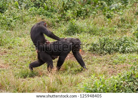 Young chimpanzee straddles on mother back. Ngamba island chimpanzee sanctuary, Uganda