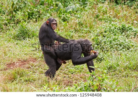 Young chimpanzee straddles on mother back. Ngamba island chimpanzee sanctuary, Uganda