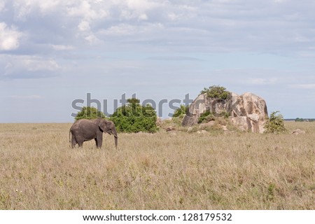 Adult elephant with stands before huge field stone in savanna against cloudy sky background. Serengeti National Park, Tanzania, Africa.