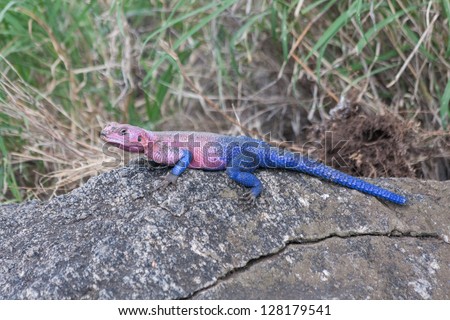 Pink and blue agama lizard sits on grey stone. Serengeti National Park, Great Rift Valley, Tanzania, Africa.