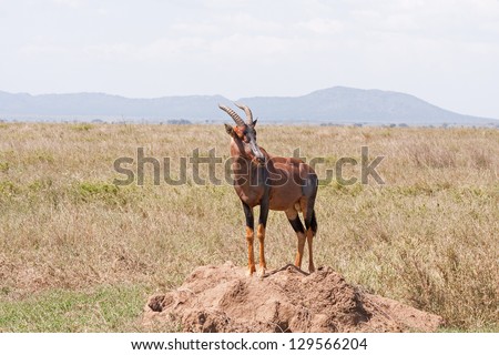 Topi antelope stands on clay heap in savanna plain against cloudy sky and distant mountain view background. Serengeti National Park, Great Rift Valley, Tanzania, Africa.